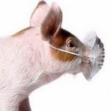 Proljev kod prasadi - kako liječiti kod kuće